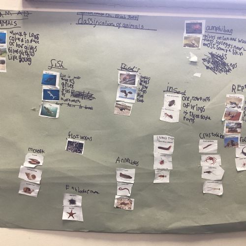 Science - Animal Classification