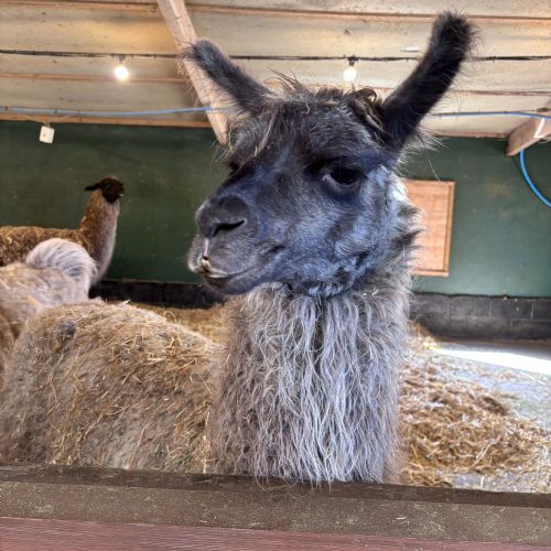 Puffins - Photos - Attwell Farm